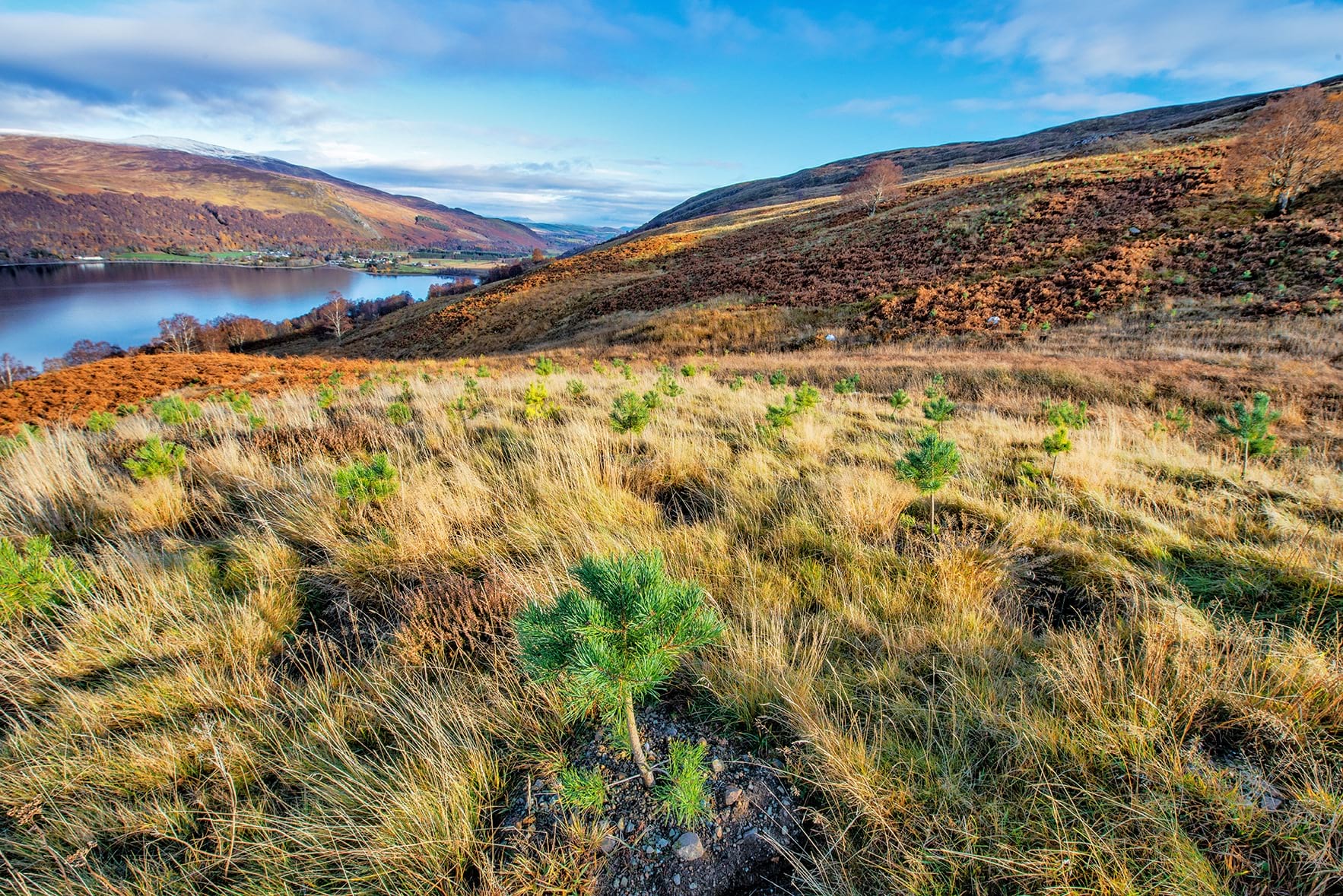 Forest Carbon’s Tree Sponsorship Update: One Year On
