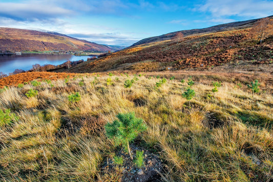 Forest Carbon’s Tree Sponsorship Update: One Year On