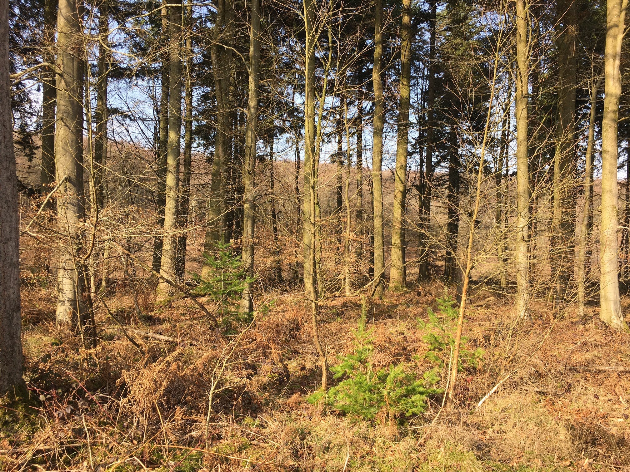 A dense forest with tall, thin trees and sparse undergrowth, illuminated by sunlight, exemplifies the practice of sustainable timber planting.