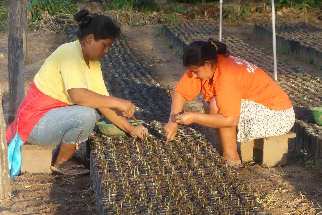 Two individuals kneel on small stools, tending to rows of young plants in a nursery, each focusing intently on their tasks.