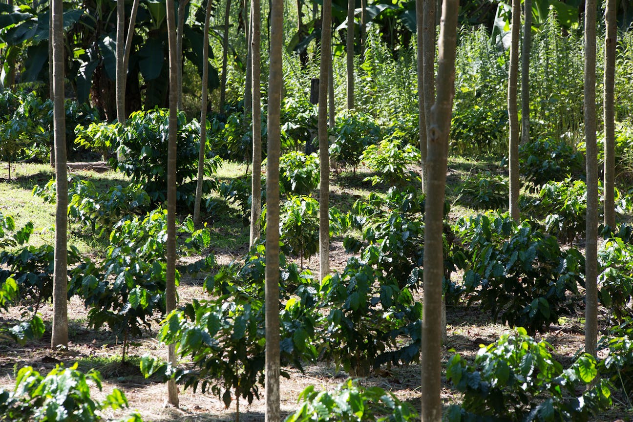 A coffee plantation in Bolivia with rows of coffee plants growing under the shade of taller trees. The ground is covered with partially dry soil, and scattered sunlight filters through the canopy.