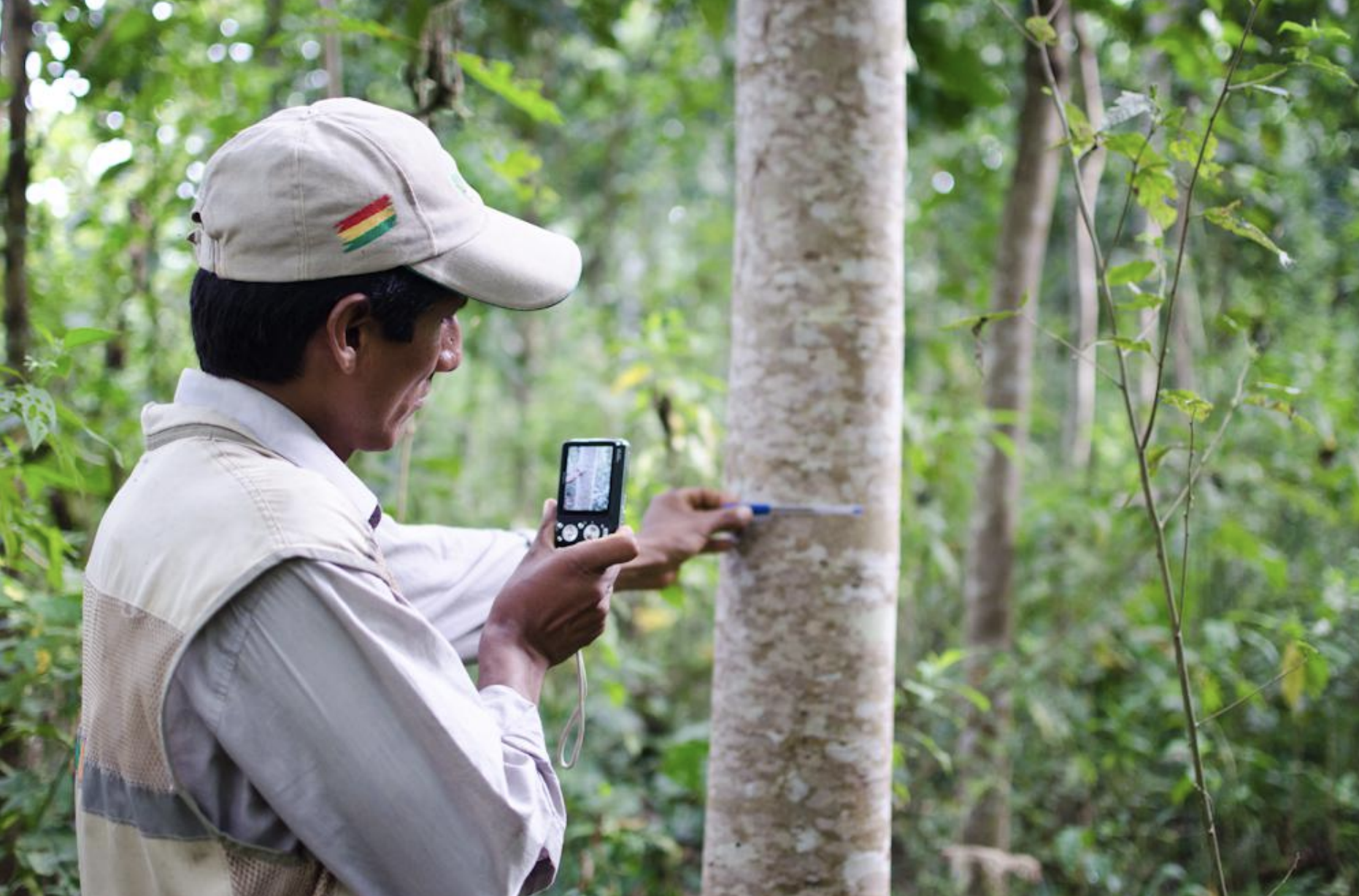 A person wearing a light-colored hat and vest measures the diameter of a tree in the Bolivian forest using a measuring tool.