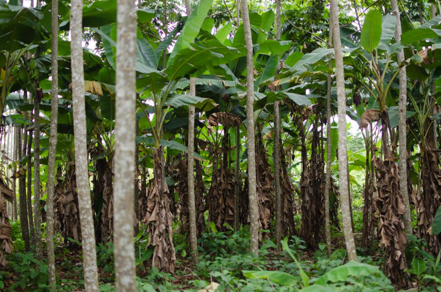 Coffee plants are thriving under the shade of tall trees in an outdoor Bolivian plantation.