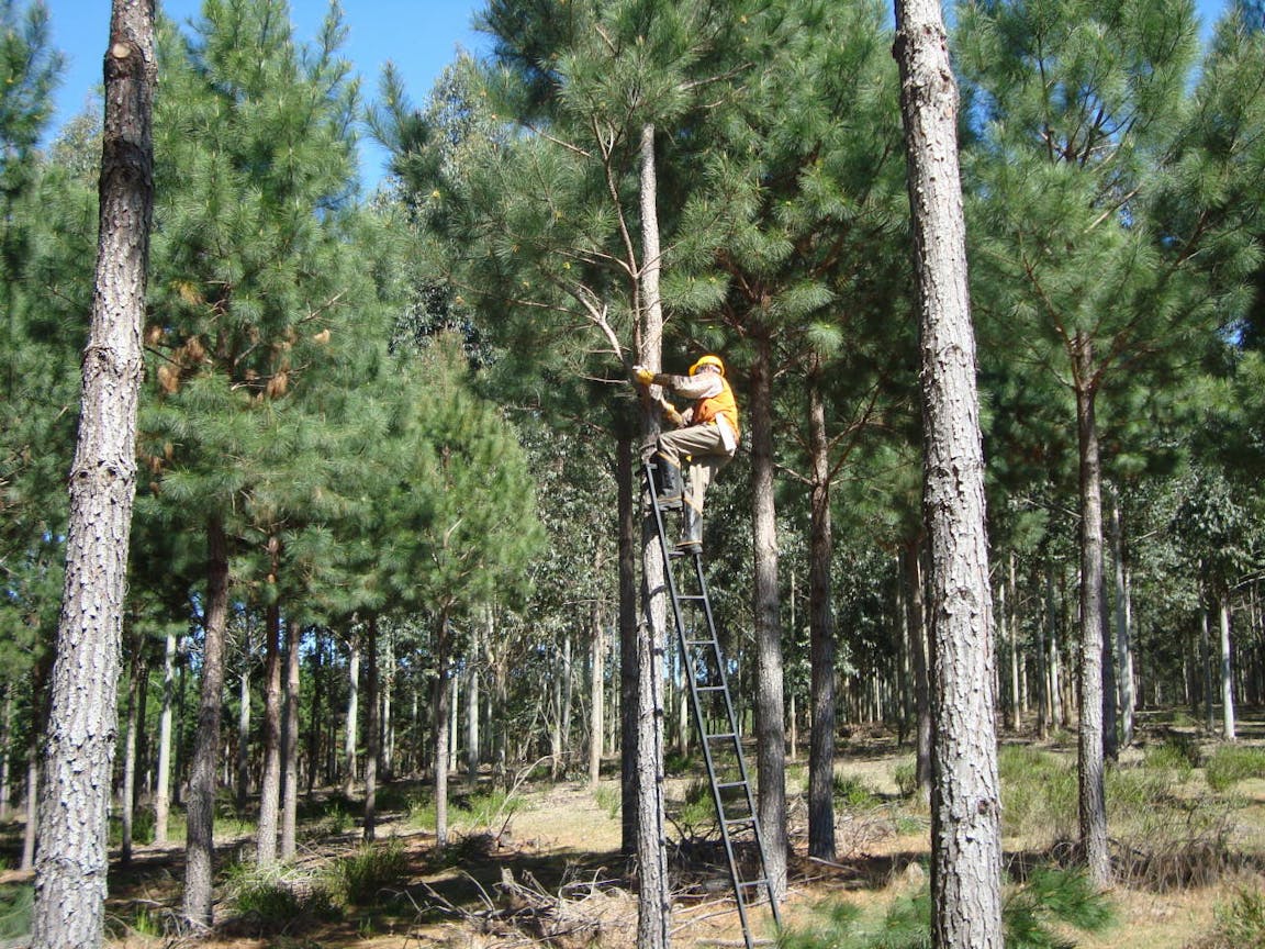 A person in a yellow shirt and hard hat stands on a ladder trimming branches from a tree in a pine forest, contributing to better forest management at a Uruguayan carbon project.