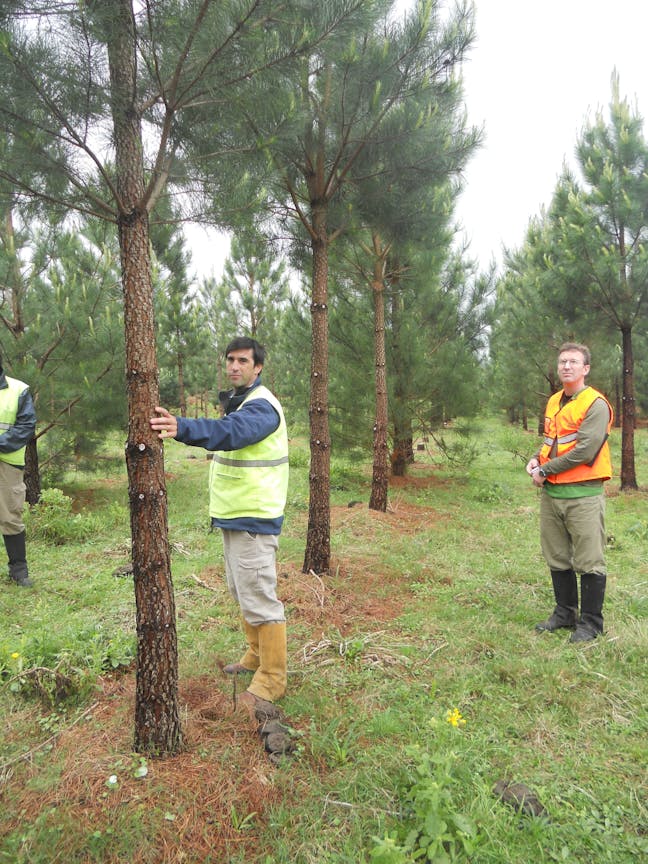 Three people wearing safety vests stand in a tree plantation. One man touches a tree while the others observe.