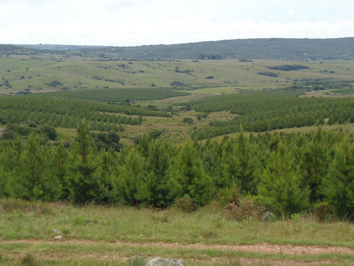 View of a vast, rolling landscape with dense green pine trees in the foreground, a testament to afforestation in Uruguay, and grassy hills extending into the background.
