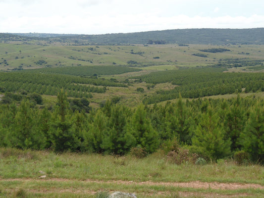 View of a vast, rolling landscape with dense green pine trees in the foreground, a testament to afforestation in Uruguay, and grassy hills extending into the background.