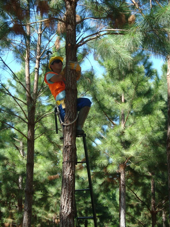 A person wearing safety gear and a helmet is climbing a tree using a ladder in a forested area.