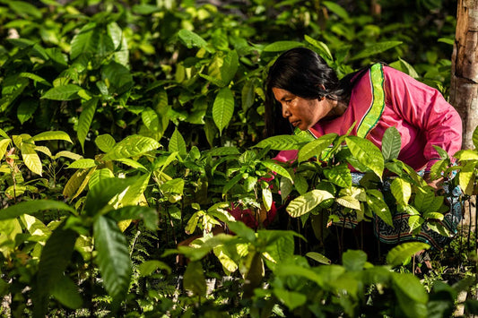 A person wearing a pink garment tends to green plants in a densely planted area, appearing focused on their task.