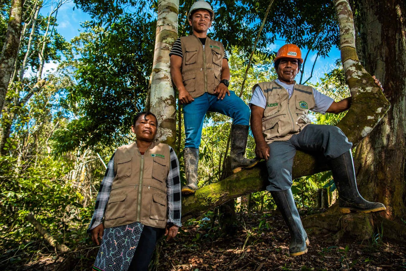 Three individuals wearing helmets and vests are standing and sitting on a tree branch in a forested area. They are part of the forest team at Nii Kaniti.