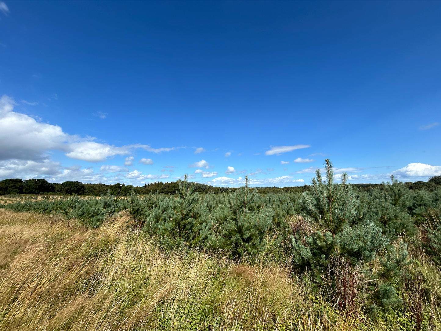 A vast field with tall grass and young pine trees, part of a sustainable forestry initiative, under a clear, blue sky with scattered clouds.