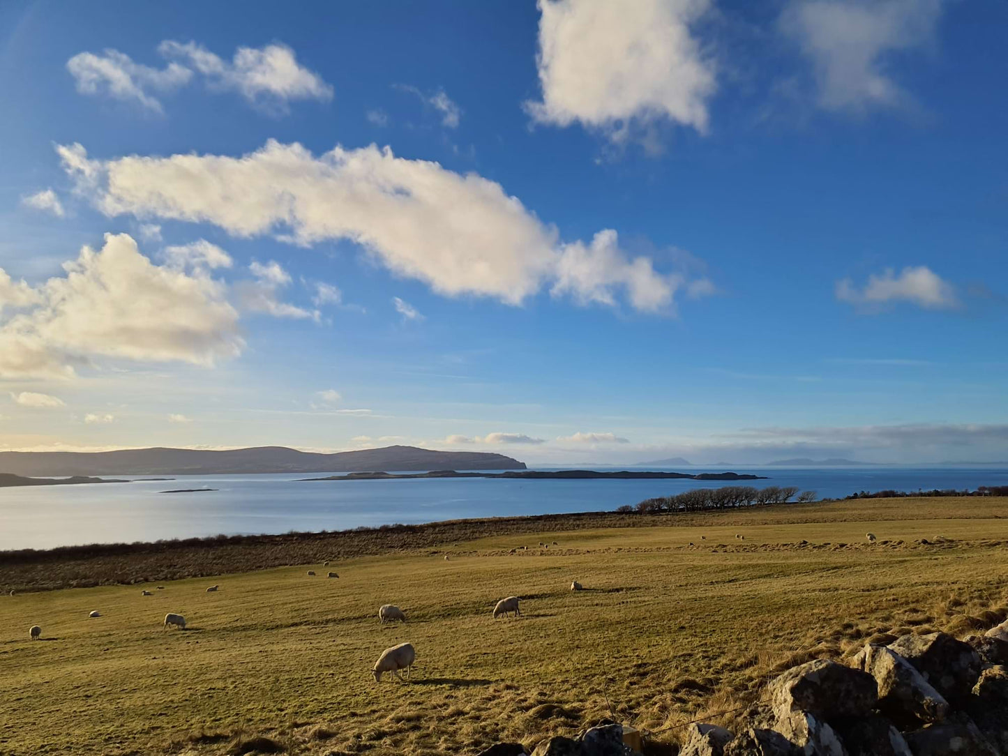 A landscape of sheep grazing with hills in the distance beyond a body of water. There are some small shrub trees along the shoreline and a stone wall in the foreground.