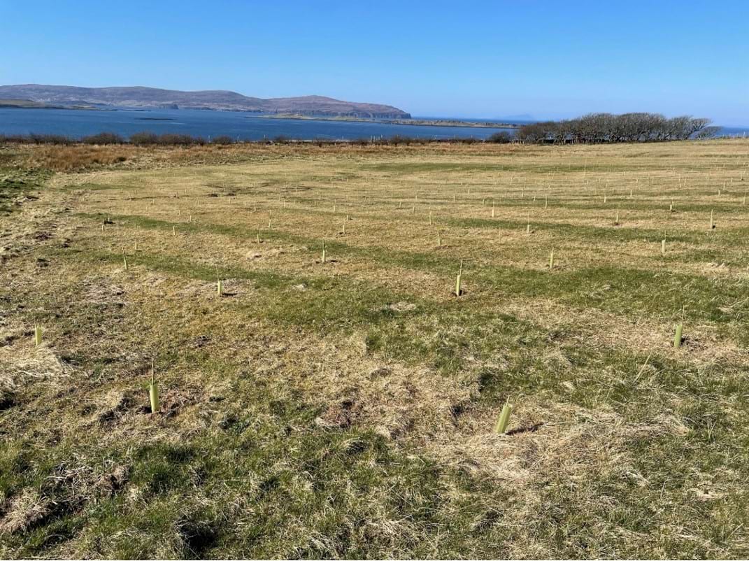 Field with tree tubes and stakes showing new woodland creation. Hills can be seen in the background beyond a body of water with some shrub trees at the shoreline.
