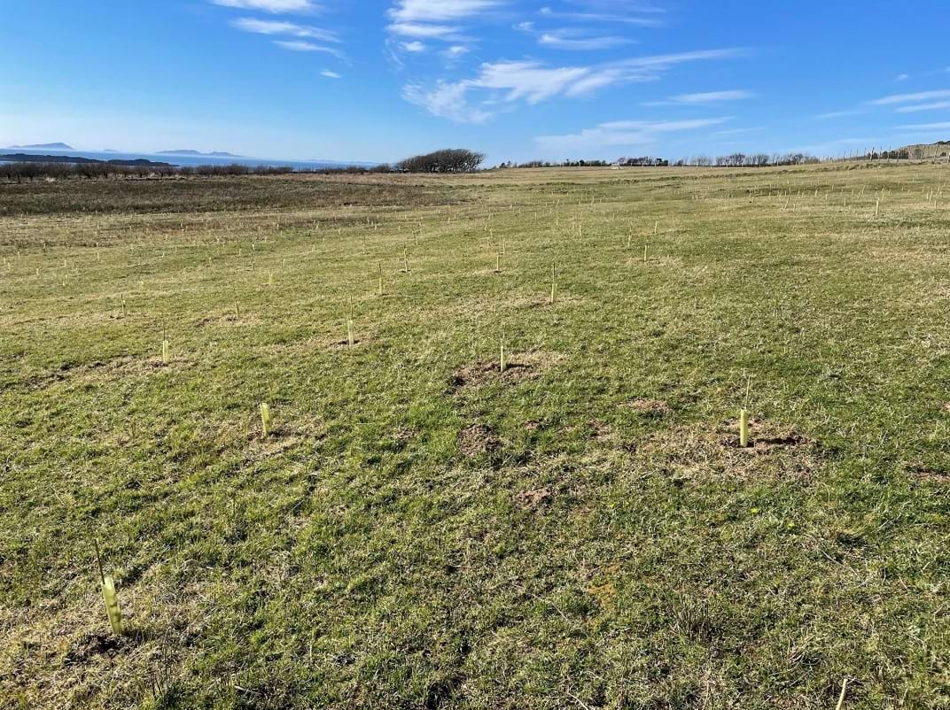Field with tree tubes and stakes planted showing new woodland creation. Some shrub trees in the distance at the field boundary.