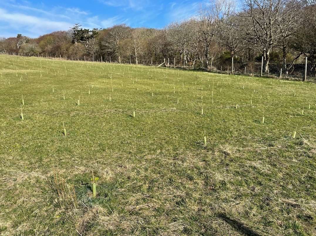 Field with tee tubes and stakes showing new woodland creation. Mature trees line the further edge of the field.