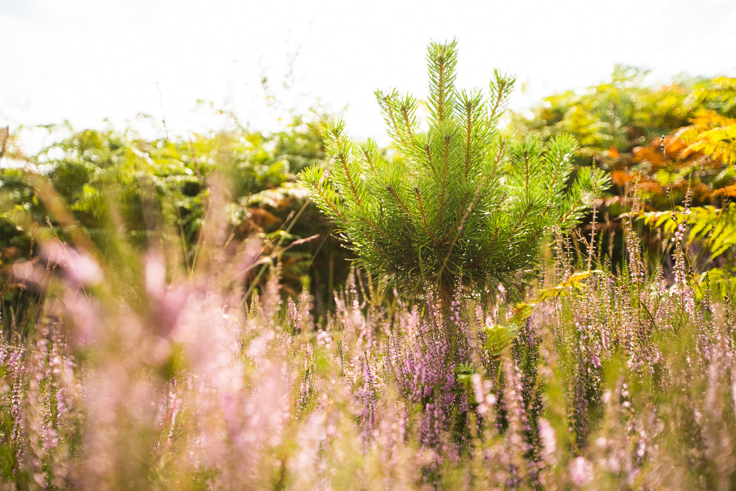 A small pine tree, part of a flourishing woodland creation project, stands surrounded by tall grasses and purple flowers in a sunlit meadow.