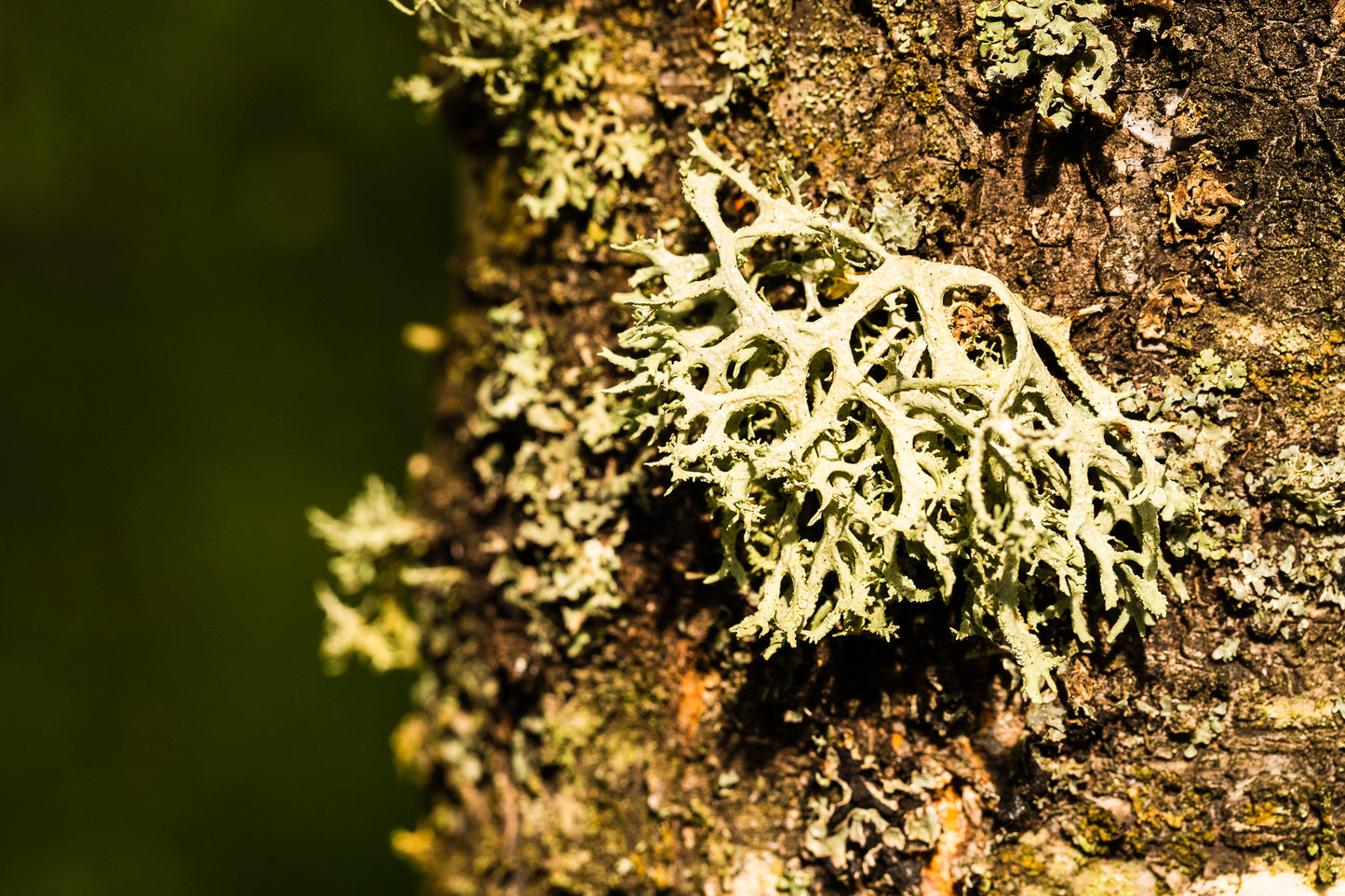 Close-up of lichen growing on the bark of a tree, showcasing detailed, branch-like structures against a dark green background.
