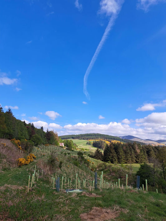 Tree sponsorship area on a rural hillside with saplings in protective tubes, surrounded by forests and open countryside.