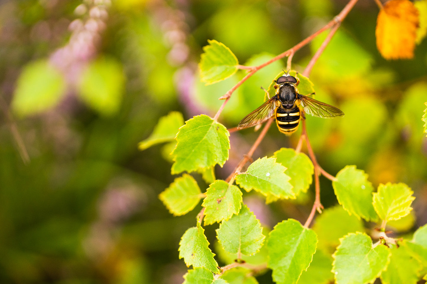 An insect with black and yellow stripes is perched on a branch with green leaves, showcasing the beauty of British biodiversity against a blurred natural background.