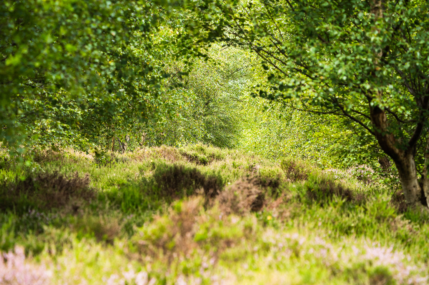 A lush, green forest pathway bordered by dense foliage and bushes on a sunny day.