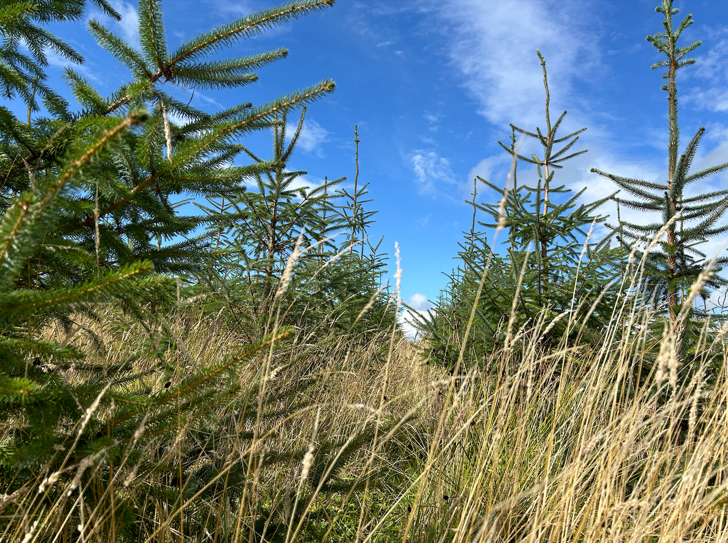 A line of evergreen trees stands among tall grass under a bright blue sky with some scattered clouds, showcasing a sustainable timber woodland.