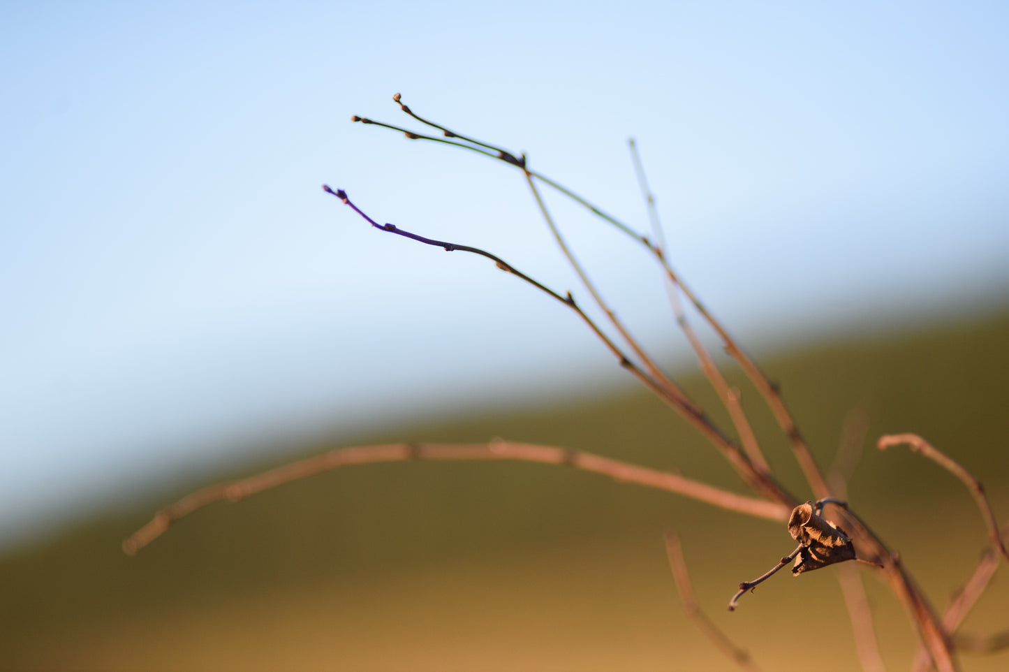Close-up of a bare, thin branch with a dried leaf against a blurred background of blue sky and green landscape.