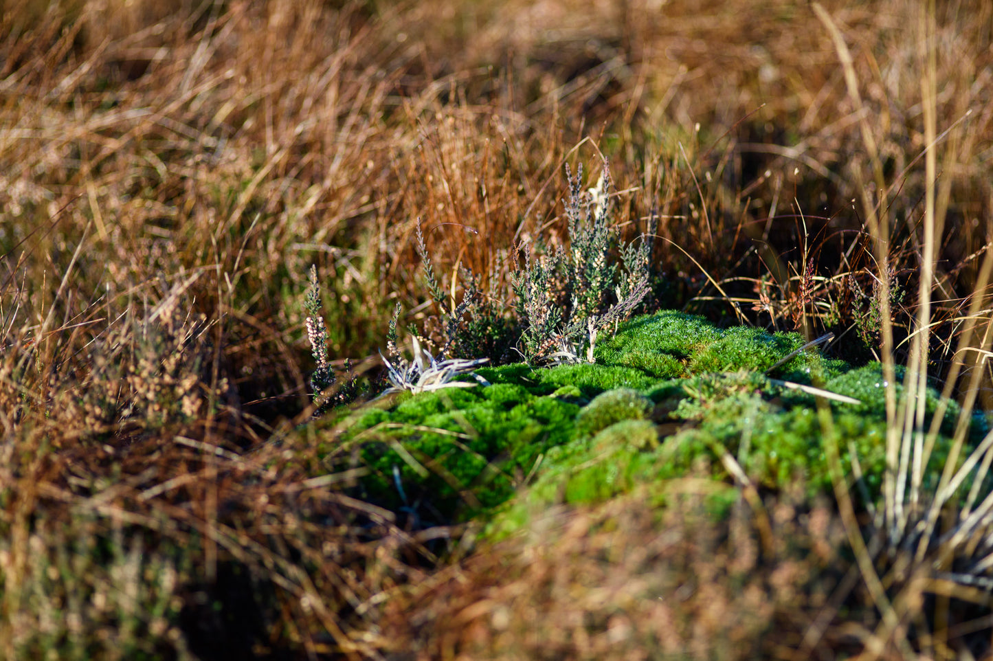 A vibrant green patch of moss, emblematic of the biodiversity of Scotland, thrives amidst a backdrop of dry grasses in a natural setting.