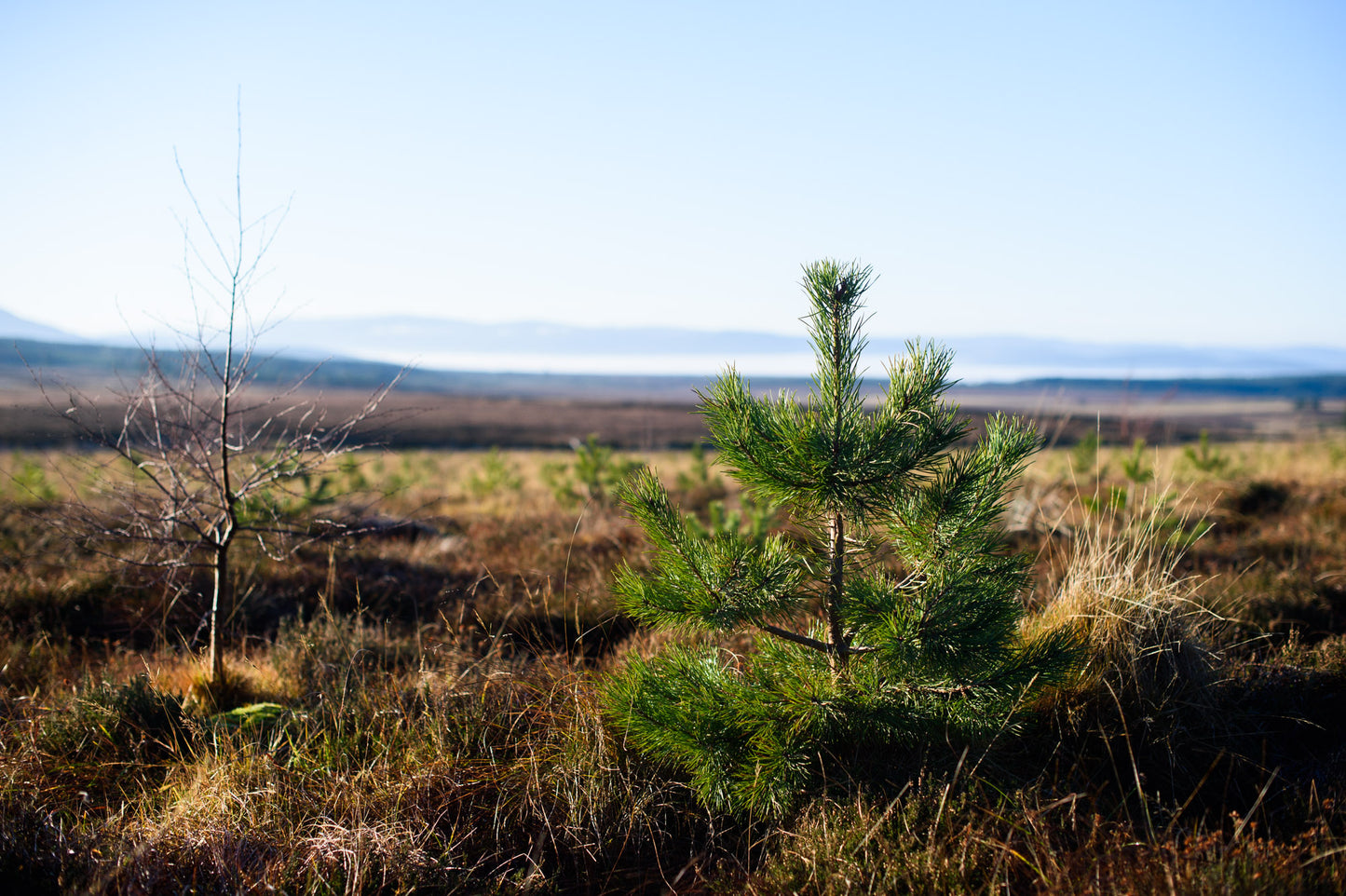 A small pine tree stands in an open, sunlit field with dry grass and a distant, hazy horizon under a clear blue sky, evidencing afforestation in the UK.