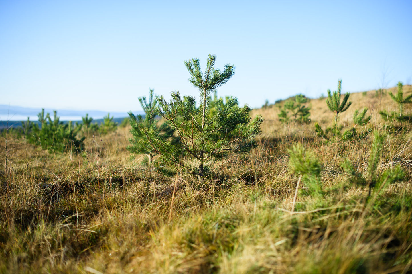 Young pine trees, part of a woodland creation initiative in the UK, grow in a grassy, open field under a clear blue sky.