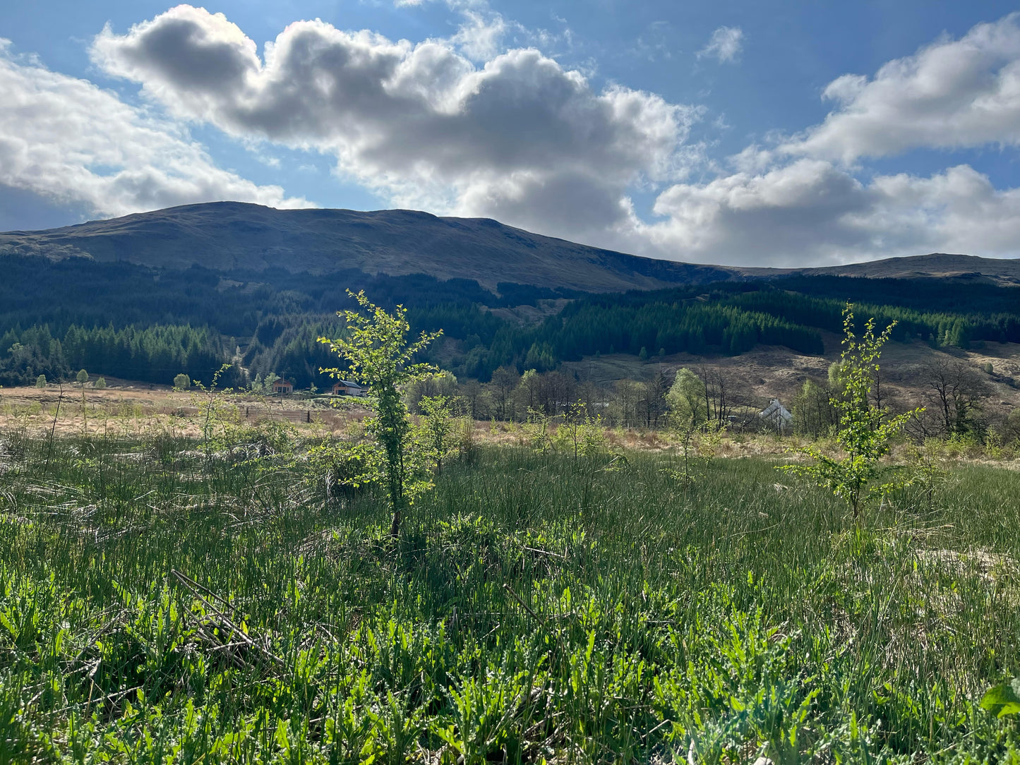 A grassy field with small bushes in the foreground, young trees adorning a dense tree line in the middle ground, and a hilly landscape in the background.