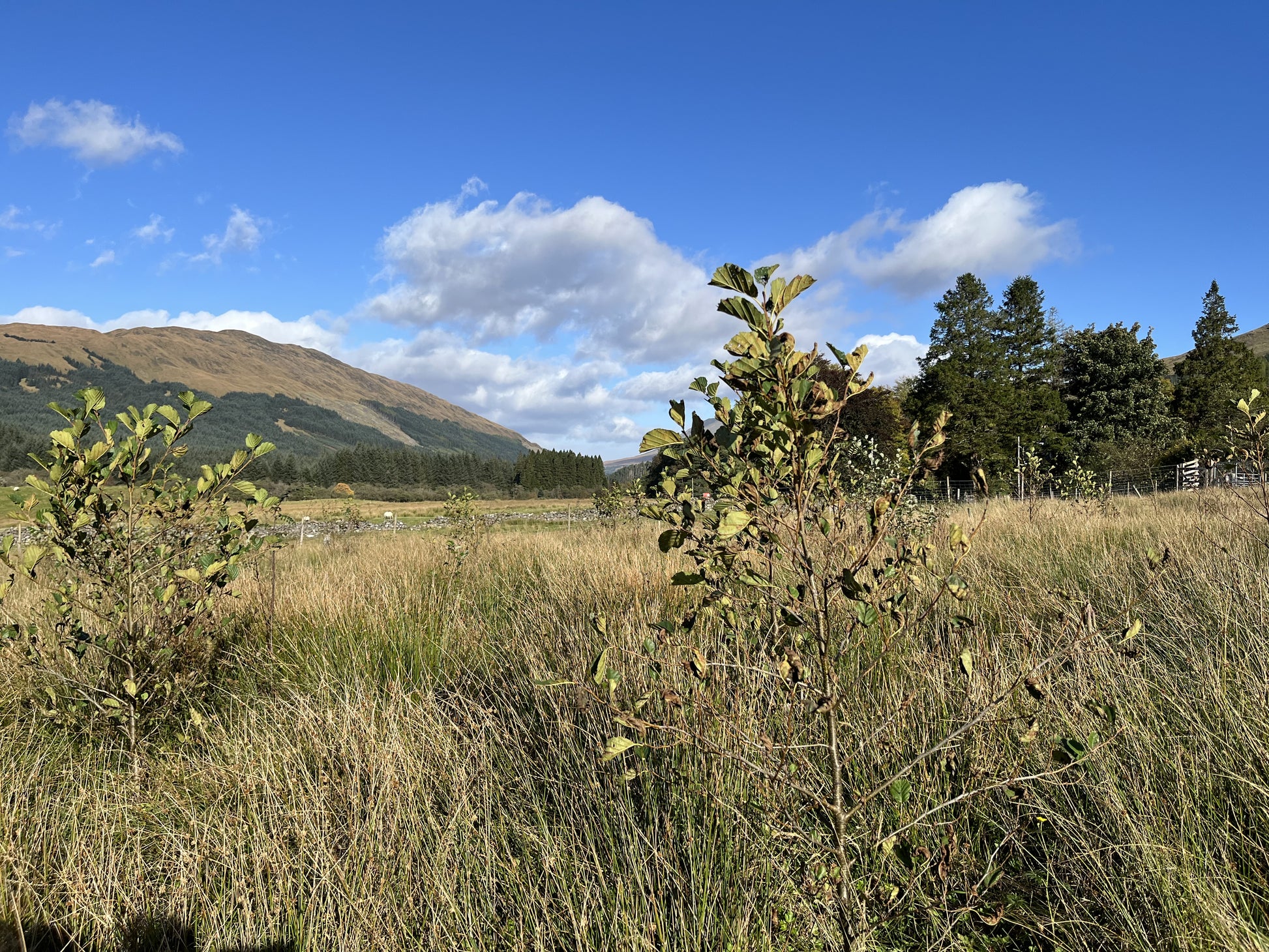 A grassy field with small bushes and trees under a blue sky with distant hills in the background.