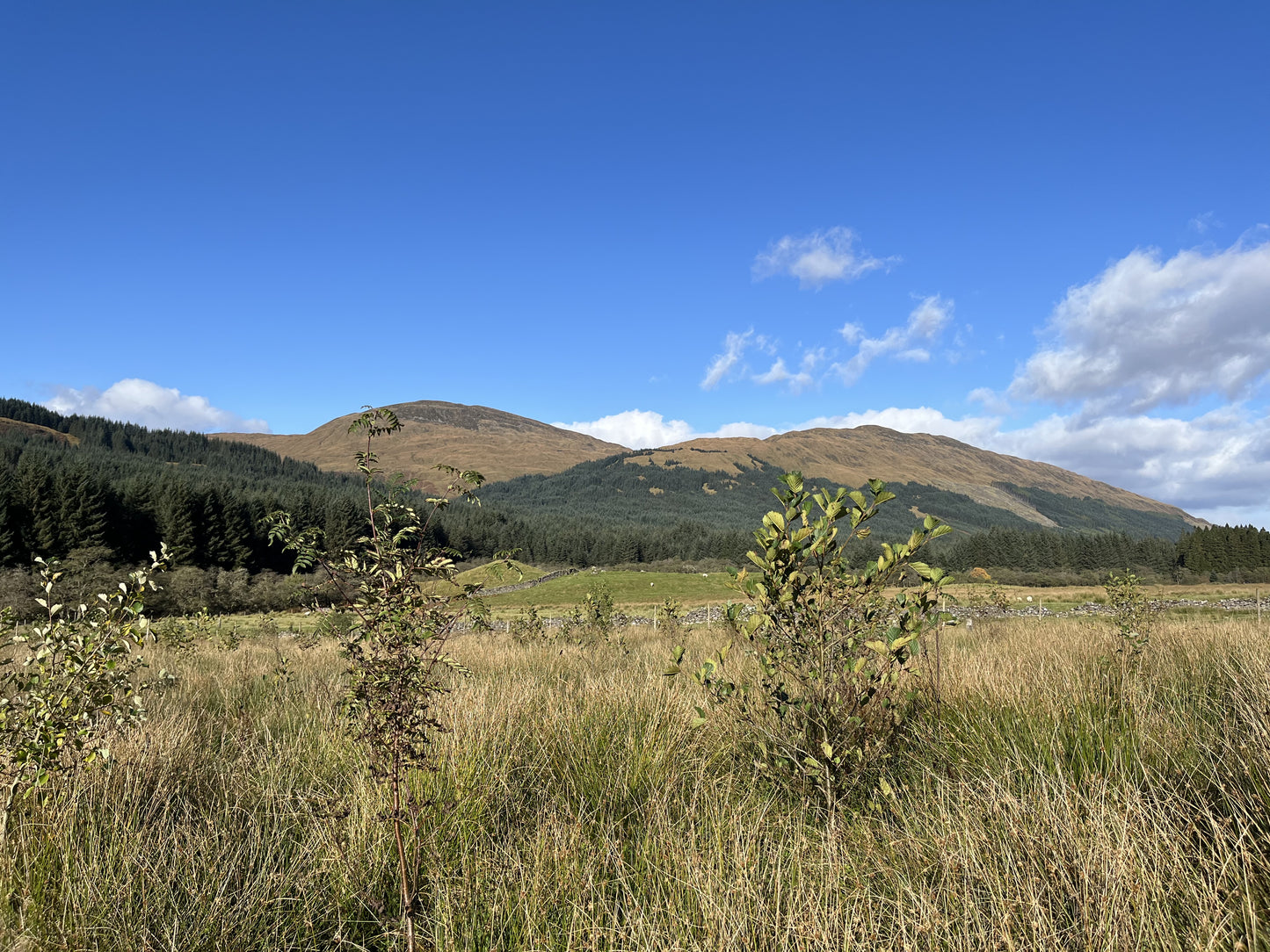 A landscape in Scotland showing grassy fields, small shrubs, and distant hills under a clear blue sky with a few clouds. Dense forest covers parts of the hills, with a few young, native trees in the foreground.