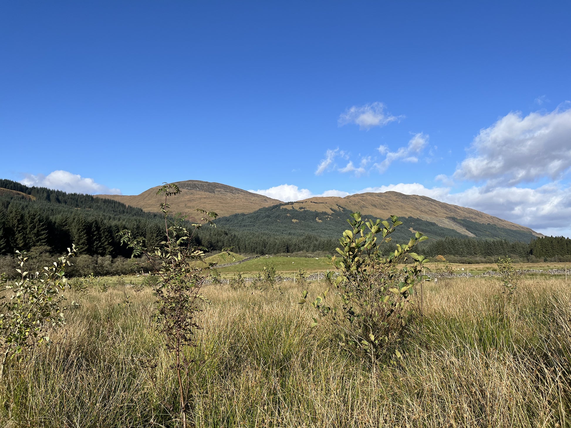 A landscape in Scotland showing grassy fields, small shrubs, and distant hills under a clear blue sky with a few clouds. Dense forest covers parts of the hills, with a few young, native trees in the foreground.