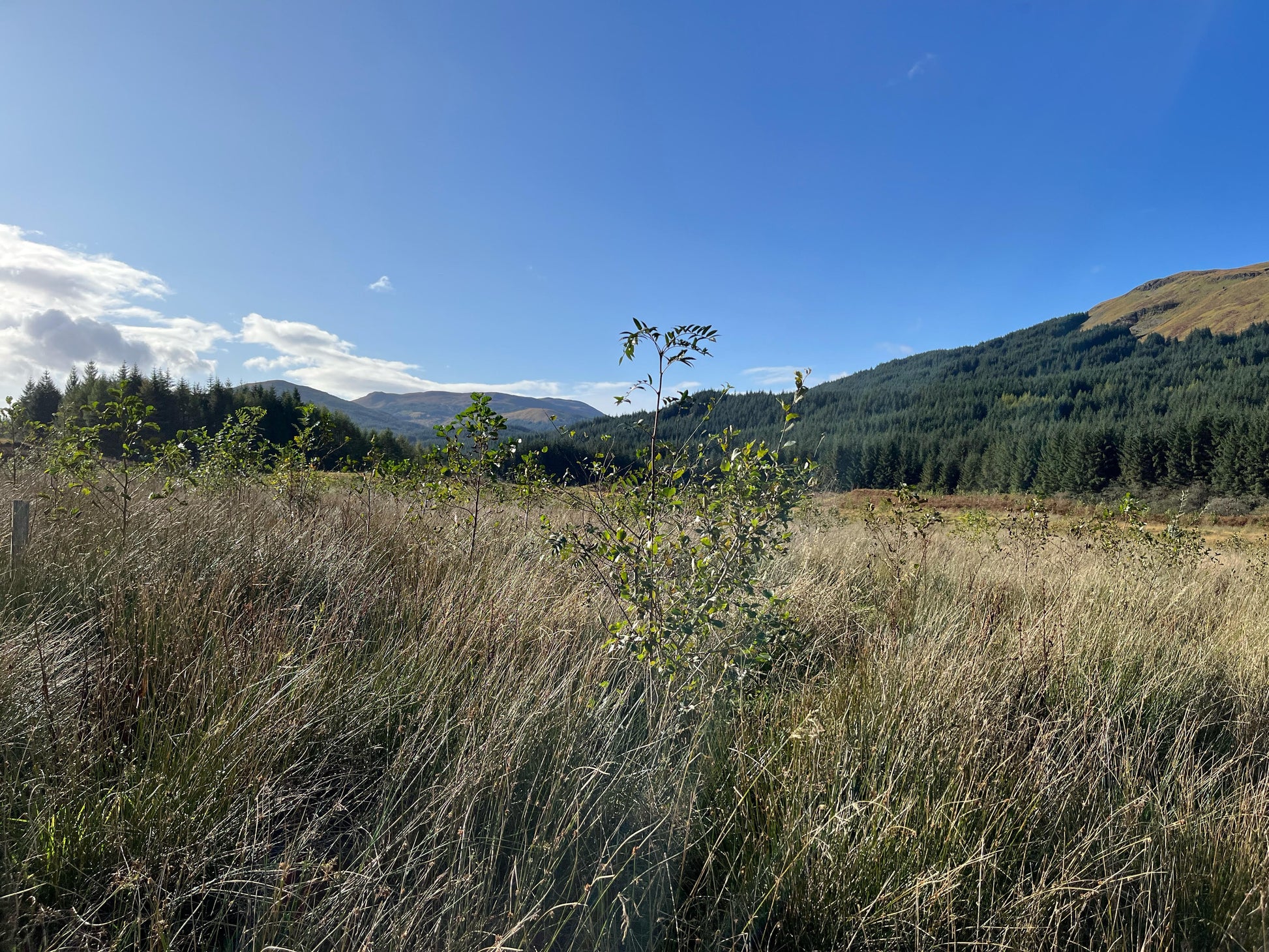 A landscape with tall grass, scattered bushes, and a distant tree line under a clear blue sky.