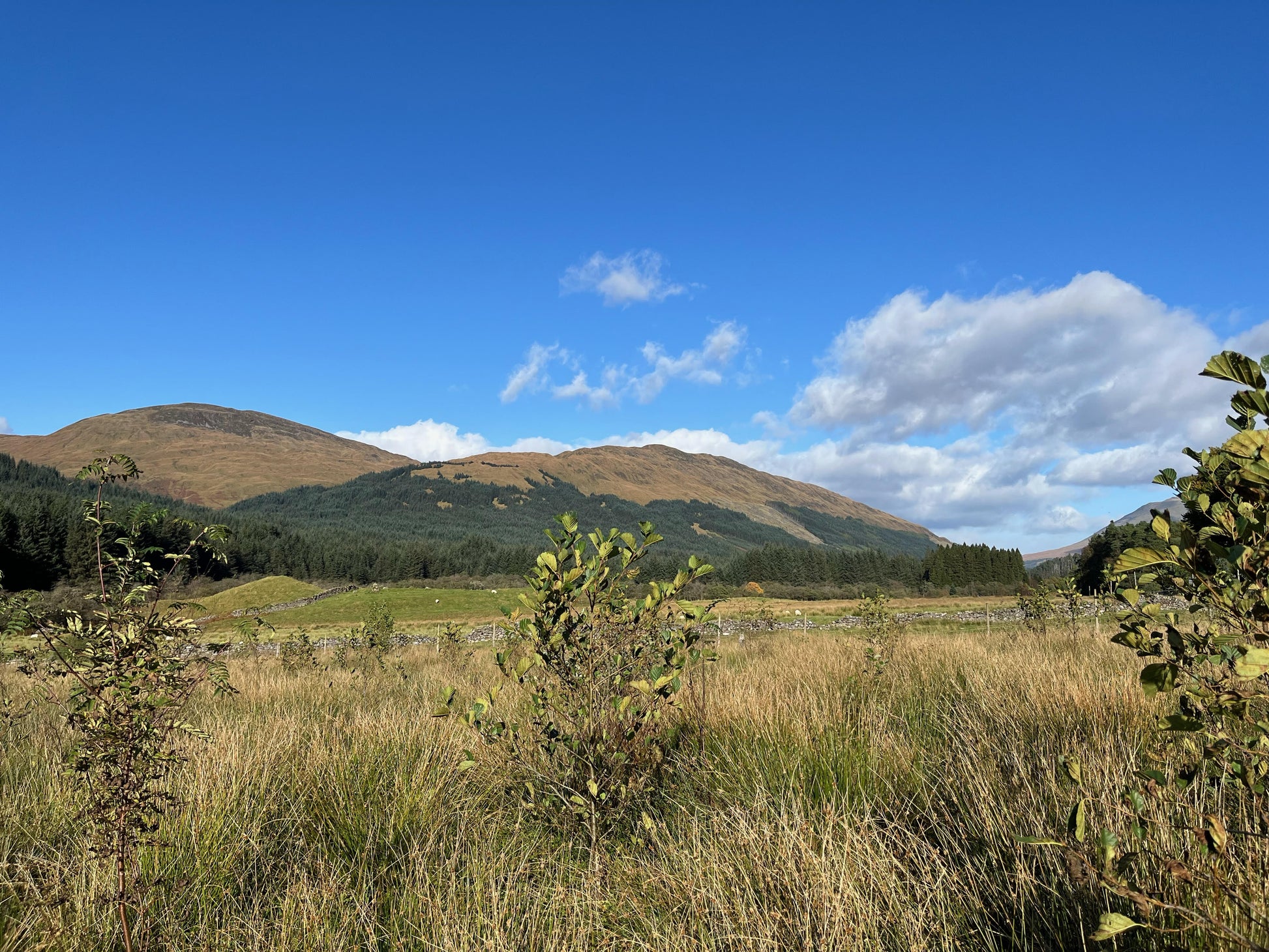 A grassy field with scattered bushes and young trees under a clear blue sky In the background, rolling hills and a forested area evoke the serene landscapes of Scotland.