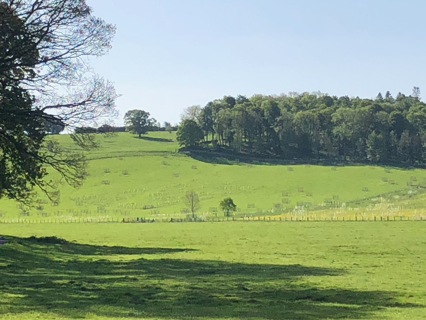 A sunny landscape showing a grassy field with trees on rolling hills in the distance. A few scattered trees and a fence are visible in the foreground.