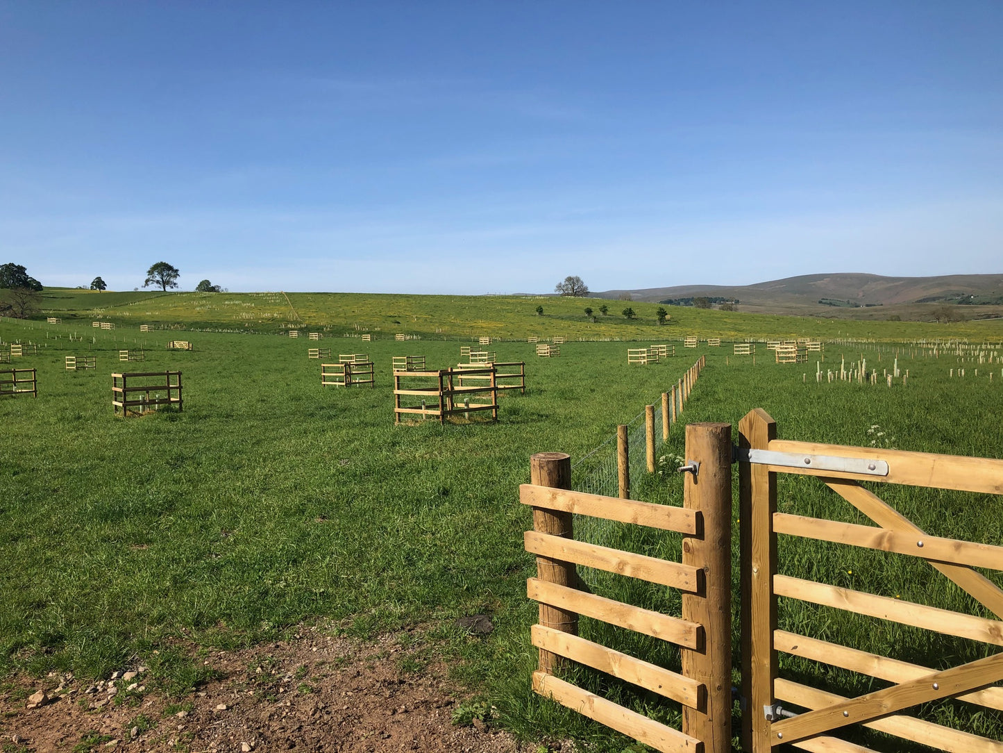 A fenced field with evenly spaced wooden enclosures under a clear blue sky, featuring rolling hills and scattered trees in the background—a scene showcasing UK afforestation efforts.