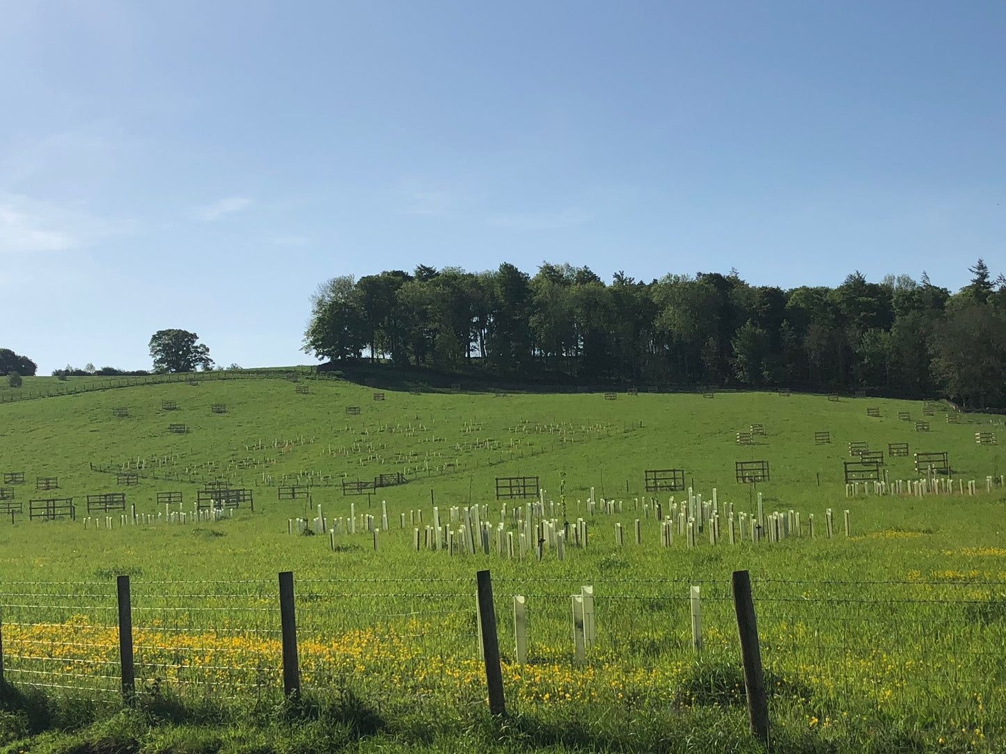 A green field with young saplings protected by plastic tubes, newly planted as a part of a UK Afforestation initiative. A few mature trees in the background, and a clear blue sky above.