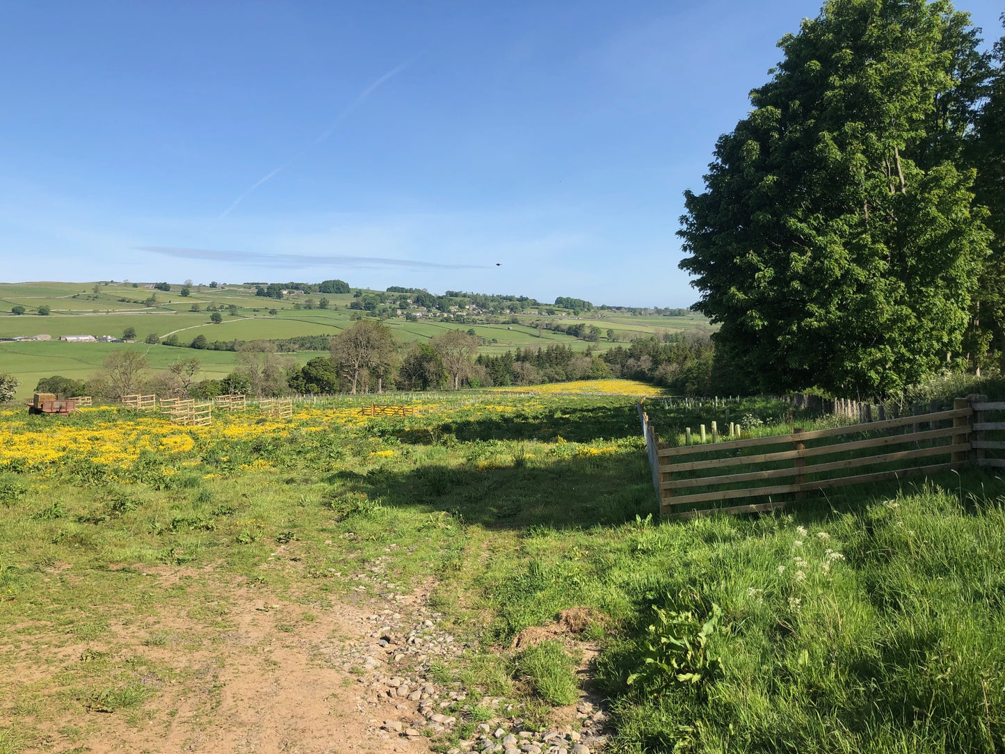 A rural landscape with a dirt path, green fields, a wooden fence, and a new tree planting on the right.