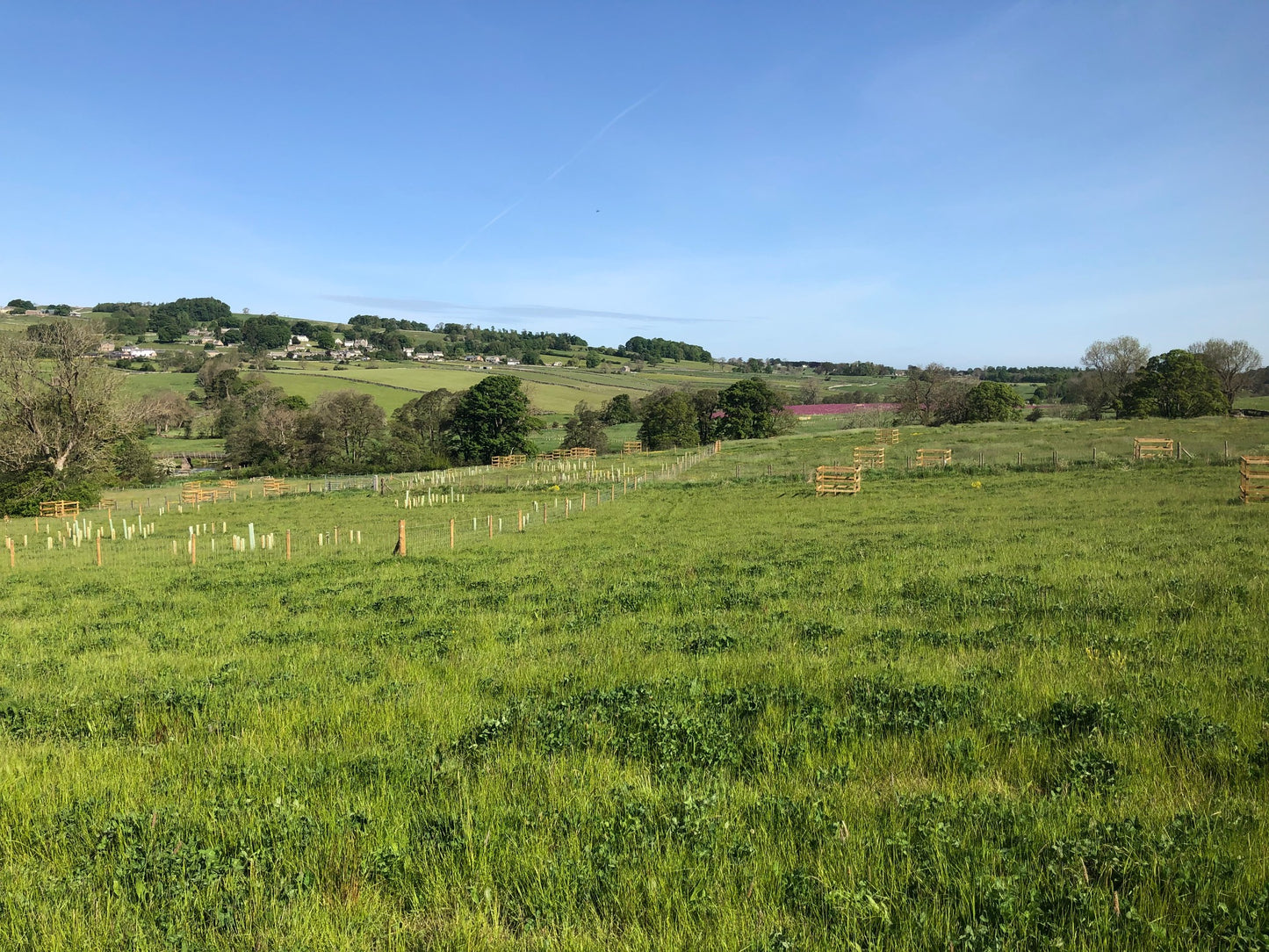 A lush, green field in the Lake District stretches into the distance under a clear blue sky. Young trees are planted in protective tubes scattered across the landscape, part of a woodland creation effort.