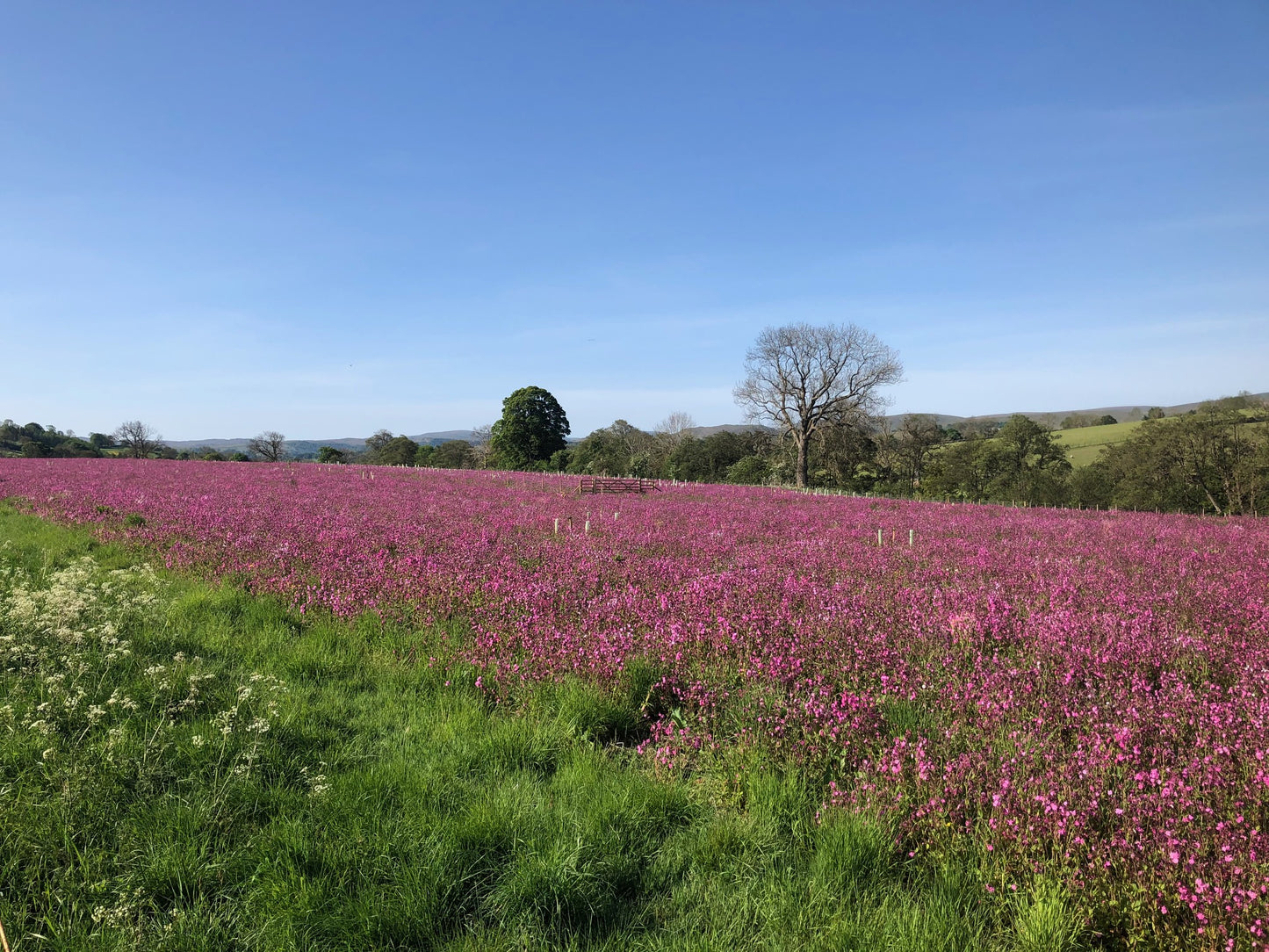 A vast field of pink wildflowers in full bloom under a clear blue sky, with distant trees and rolling hills in the background, showcases the stunning biodiversity of the Lake District.