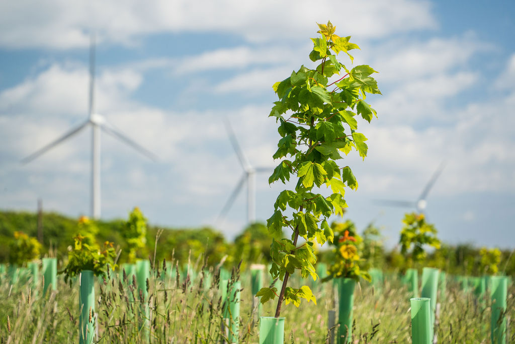 A young tree in a protective tube grows in a field with wind turbines in the background under a partly cloudy sky, showcasing the efforts to plant trees and cut emissions in the UK.