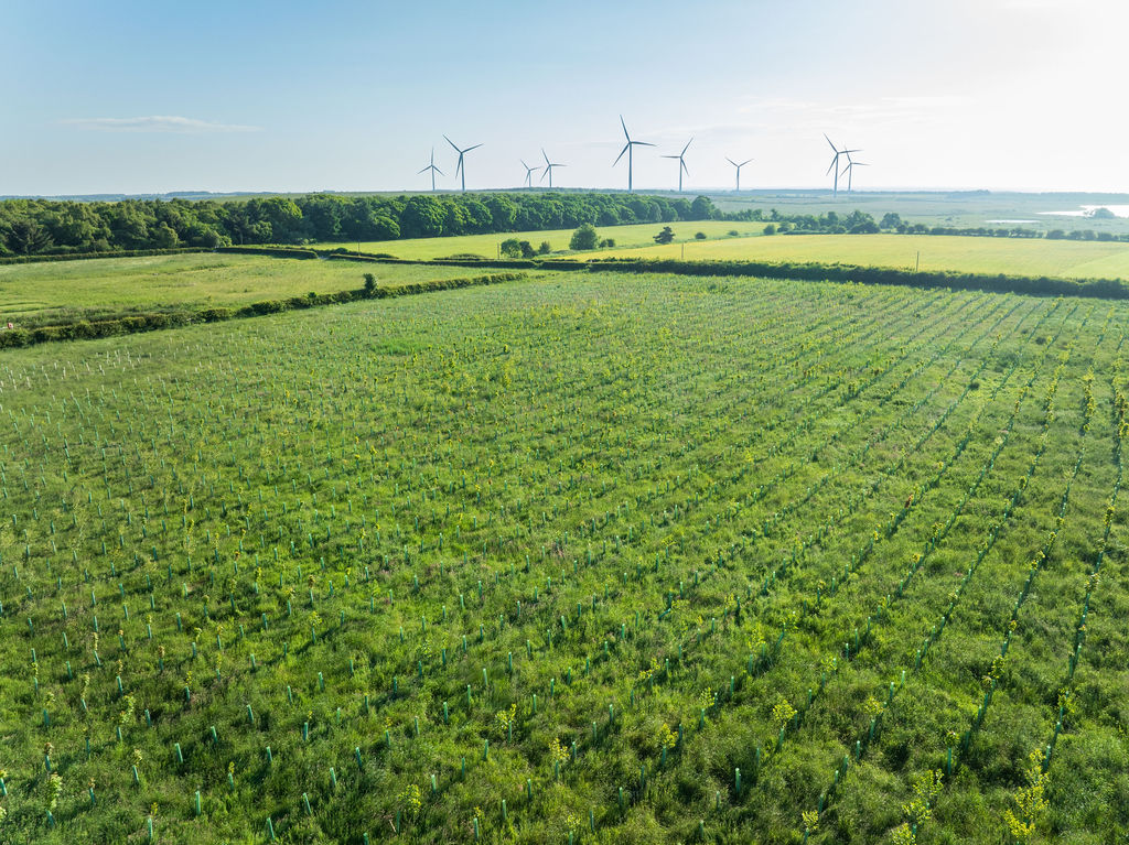 A large green field with rows of young trees, and several wind turbines on the horizon, showcasing the UK's efforts to reduce carbon emissions.
