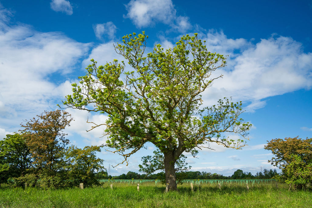 A large tree with budding leaves stands in a grassy field under a partly cloudy sky. A newly planted woodland, with trees still in tree guards, appears in the background.