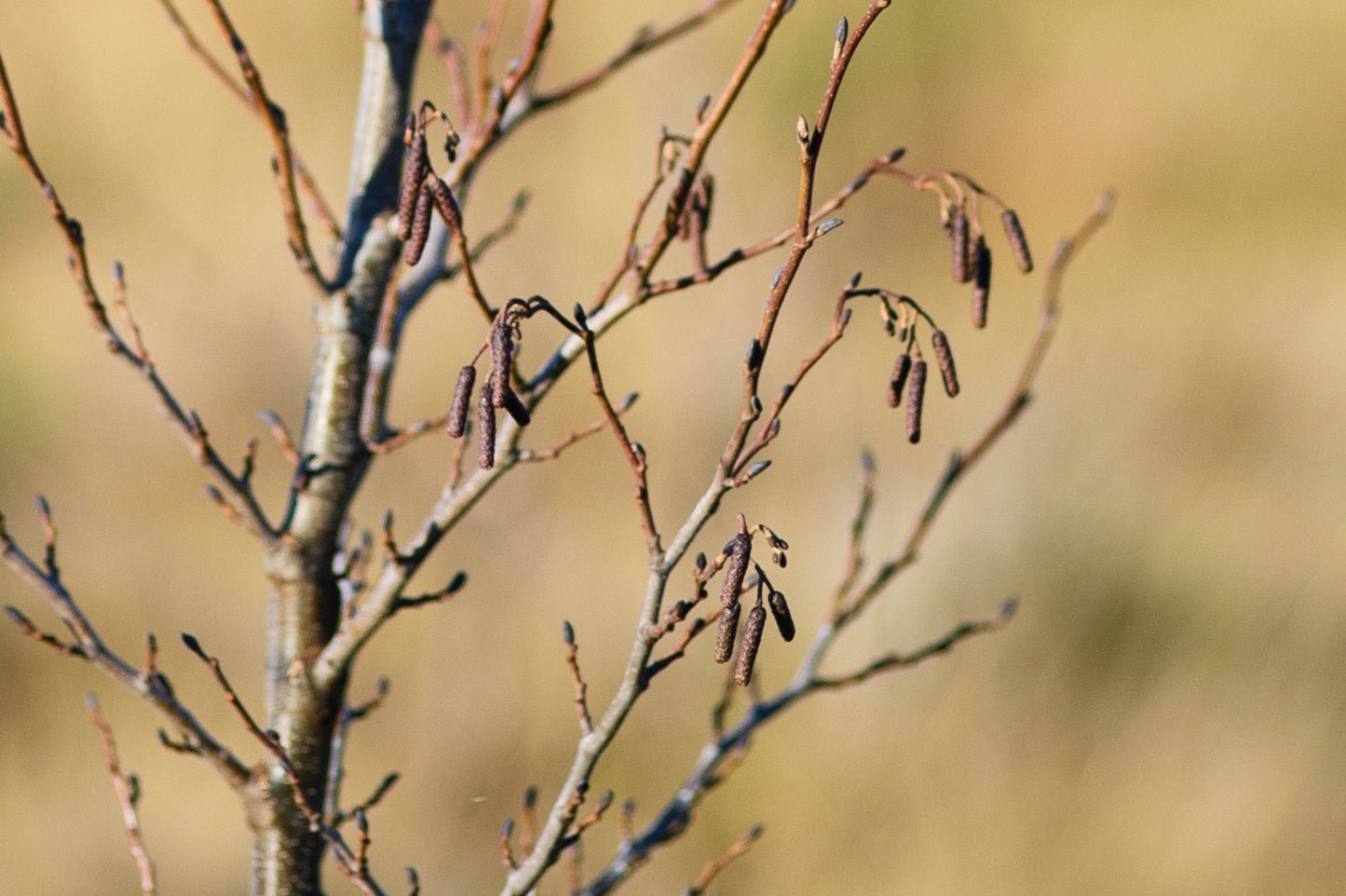 Close-up view of a bare Hazel tree branch with small brown catkins hanging, set against a blurred, light brown background.
