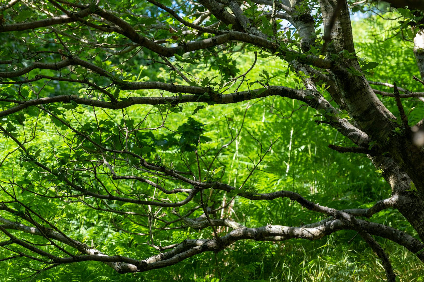 Supporting Native Broadleaves