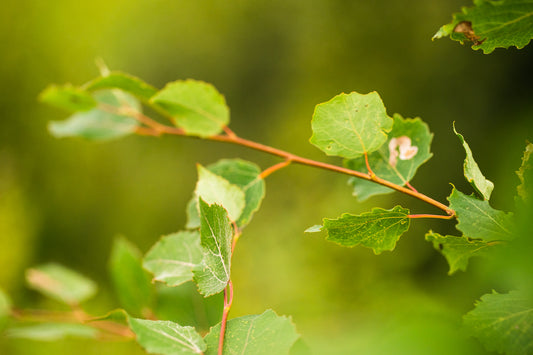 Close-up of a green leafy branch against a blurred UK woodland background. Some leaves have small brown spots.