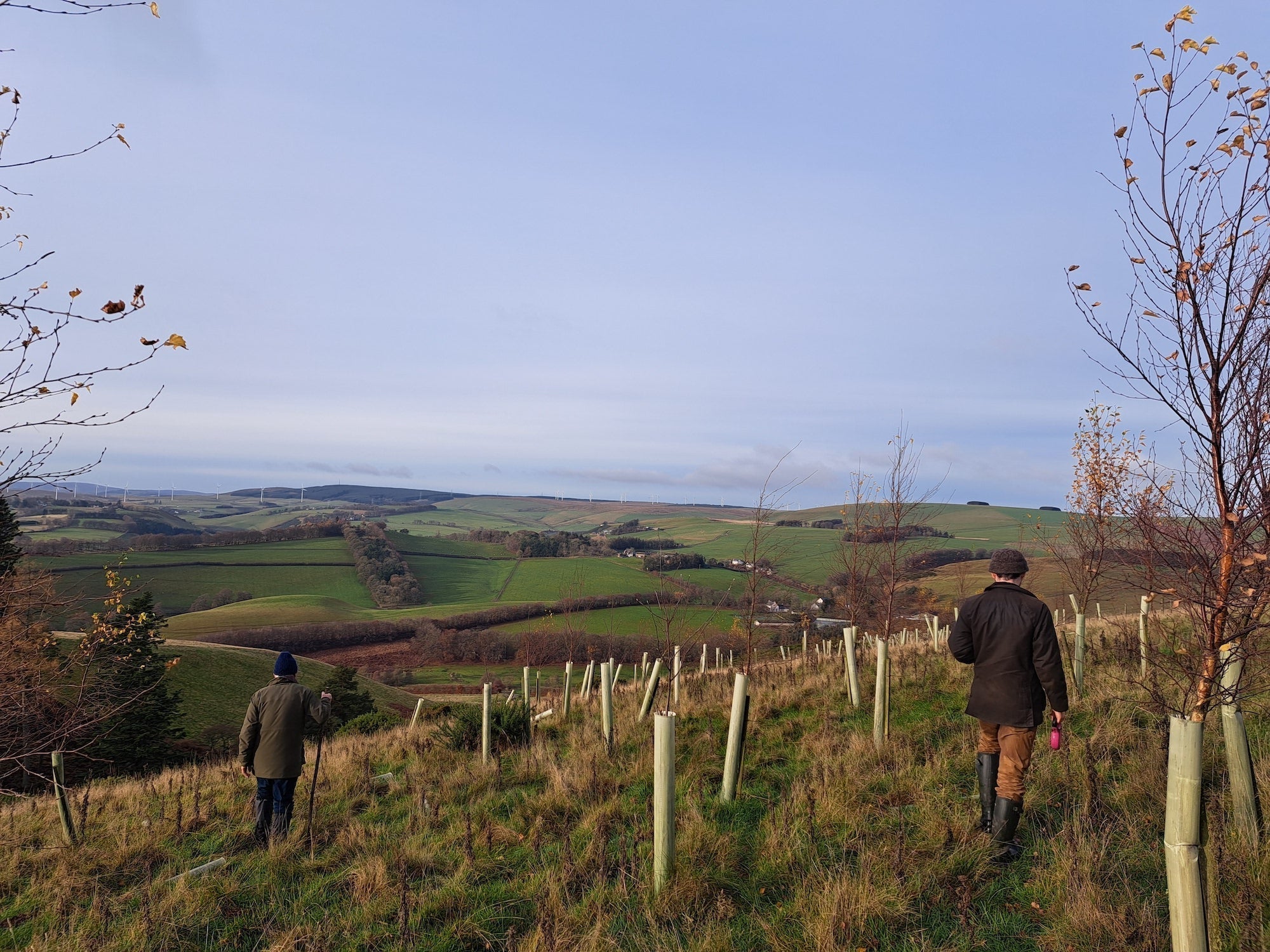 Woodland Carbon Code verifications: Lessons from 50+ site surveys