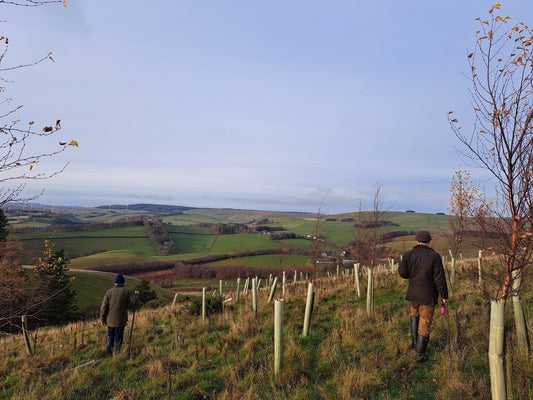Woodland Carbon Code verifications: Lessons from 50+ site surveys