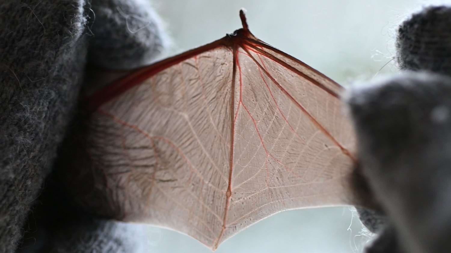 Nature-Inspired Art: Exploring Ecological Connection Through Creative Practice